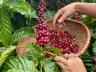 10 ĐIỀU THÚ VỊ VỀ CÀ PHÊ MÀ CÓ THỂ BẠN CHƯA BIẾT| NONLA COFFEE