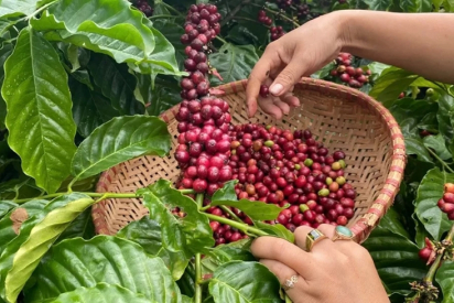 10 ĐIỀU THÚ VỊ VỀ CÀ PHÊ MÀ CÓ THỂ BẠN CHƯA BIẾT| NONLA COFFEE
